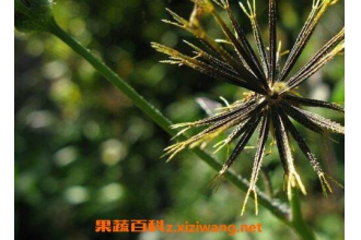 鬼针草图片 鬼针草的功效与作用