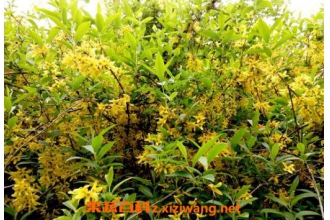 连翘的功效与作用 连翘的药用价值