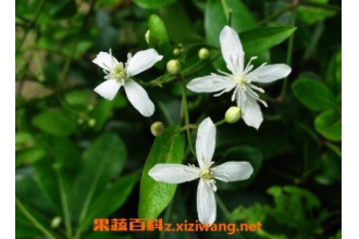 威灵仙的功效与作用 威灵仙的副作用