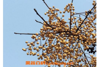 中药苦楝子的功效与作用