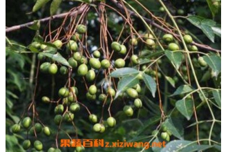 苦莲子树的功效与作用