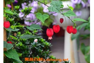蔓性风铃花有没有毒 蔓性风铃花怎么搭架