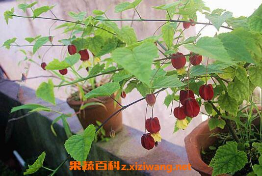 蔓性风铃花有没有毒 蔓性风铃花怎么搭架
