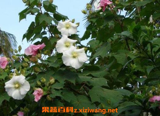 木芙蓉图片 木芙蓉的功效与作用