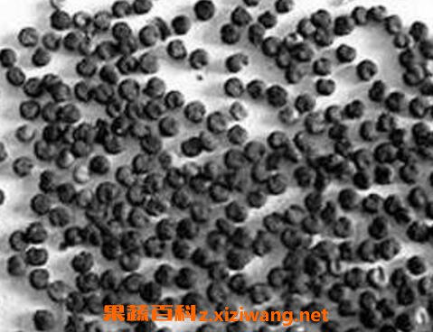 白花菜子的功效与作用