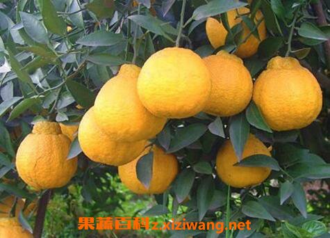 春见是什么水果 春见的功效与作用