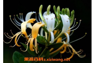 山银花和金银花的区别