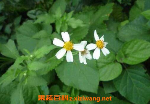 金盏银盘的功效与作用及药用价值