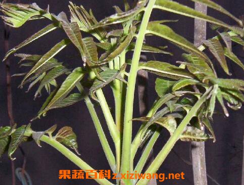 吃香春芽的好处和坏处