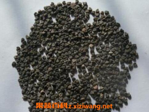 白花菜子的功效与作用及药用价值