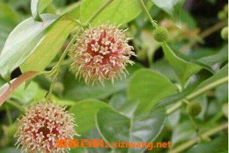 钩藤的功效与作用及药用价值