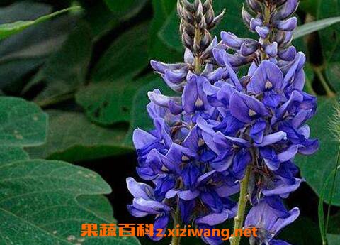葛花的作用与功效及食用禁忌