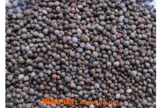 炒紫苏子的功效与作用及药用价值