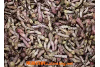 款冬花的功效与作用及注意事项
