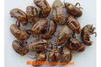 蝉蜕的功效与作用及禁忌