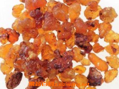 乳香的功效与作用及食用方法