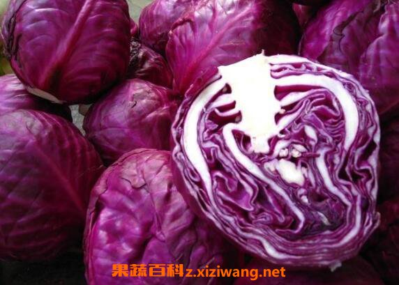 生吃紫甘蓝能减肥吗 紫甘蓝的热量高吗