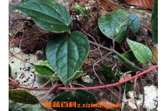 海风藤的功效与作用及禁忌