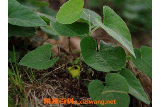 中药寻骨风的功效与作用及药用价值