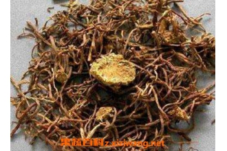 蜜紫菀的功效与作用