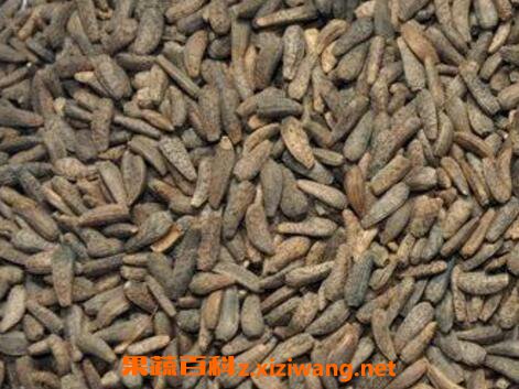 炒牛蒡子的功效与作用
