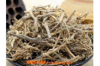 白前的功效与作用及药用价值
