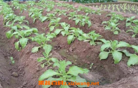 冰菜怎么种植 冰菜种植有窍门