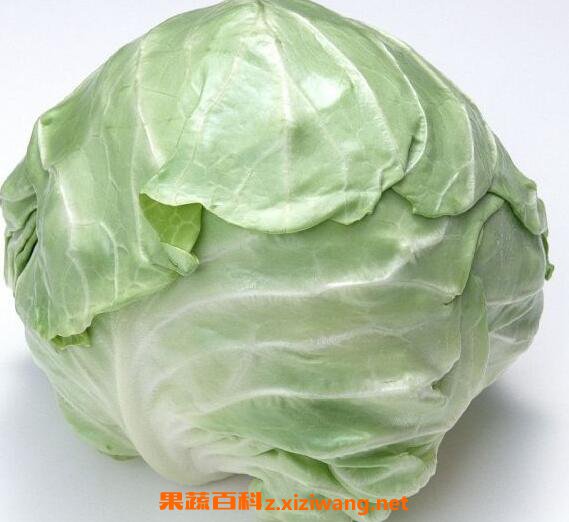 怎样区分甘蓝和包菜 甘蓝和包菜的区别