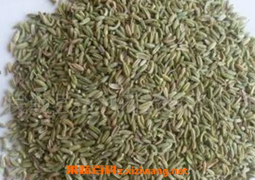 茴香籽的功效与作用及药用价值