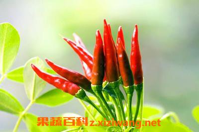 指天椒的作用