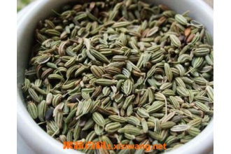 小茴香的功效与作用及药用价值