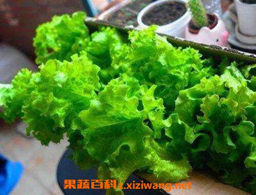 生菜可以生吃吗 生菜吃多了有什么危害