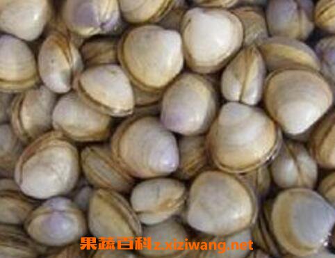 海蛤壳的功效与作用