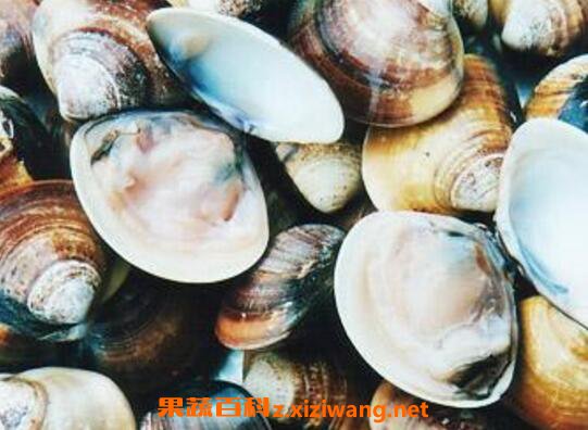 海蛤壳的功效与作用