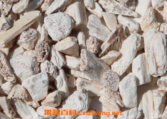 龙骨的功效与作用及禁忌