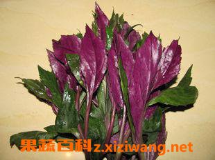 紫背菜