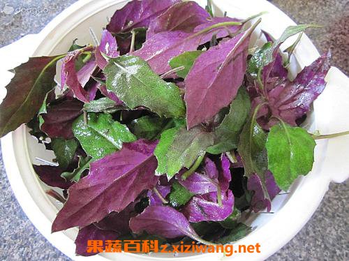 紫背菜