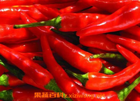红辣椒的功效与作用