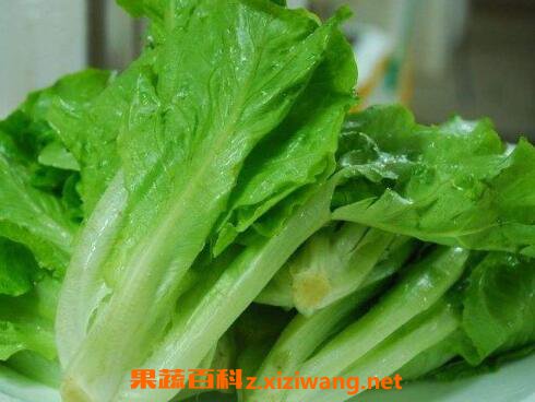 生菜的功效与作用