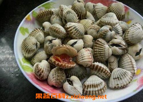 泥蚶的功效与作用