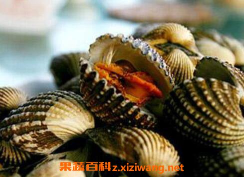 泥蚶的功效与作用