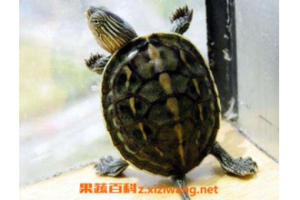 乌龟的功效和药用价值