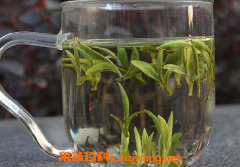 春茶毛尖的功效与作用