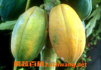 木瓜