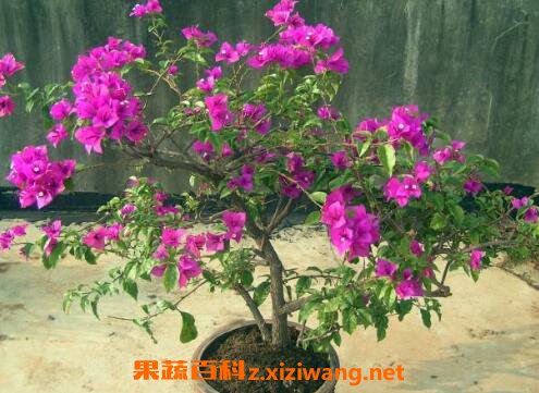 三角梅的养殖方法 三角梅怎么养好
