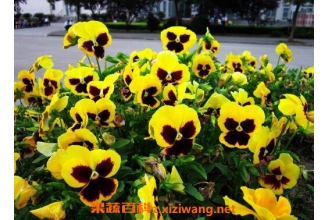 三色堇图片 三色堇的养殖方法技巧