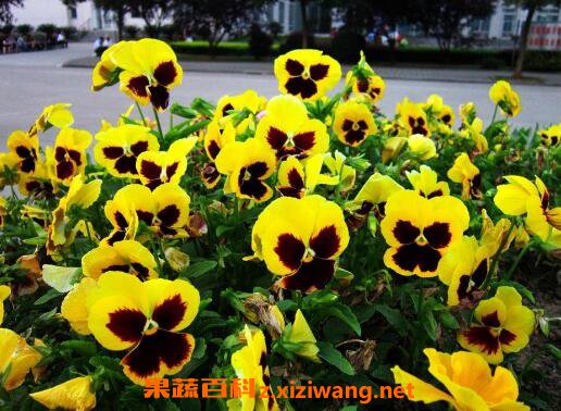 三色堇图片 三色堇的养殖方法技巧