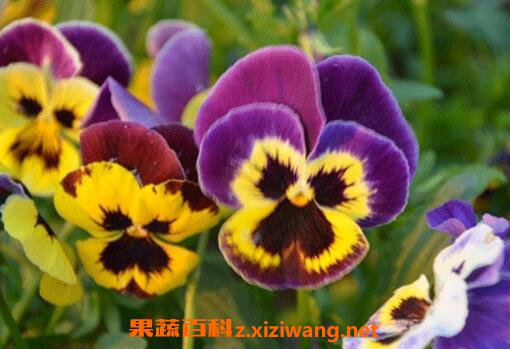 三色堇图片 三色堇的养殖方法技巧