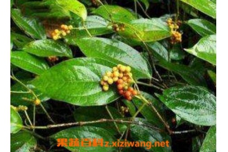 海风藤的功效与作用及药用价值