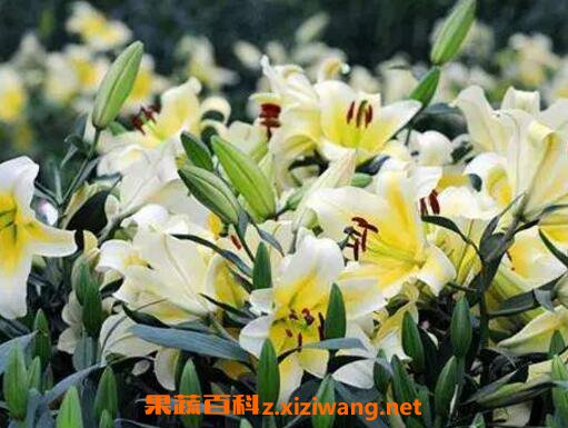 百合花的功效与作用 百合花的禁忌